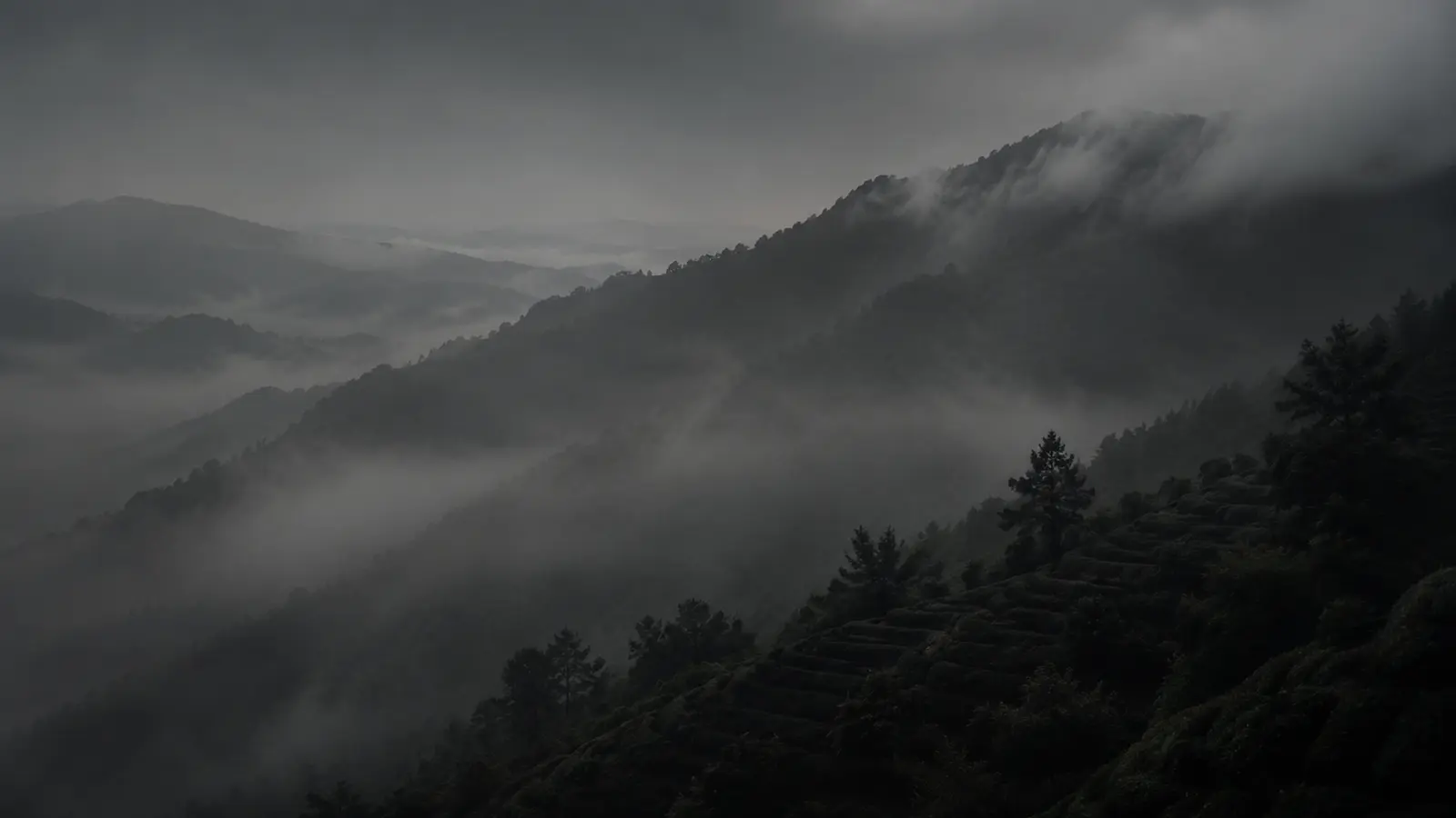 Misty tea mountains at dawn