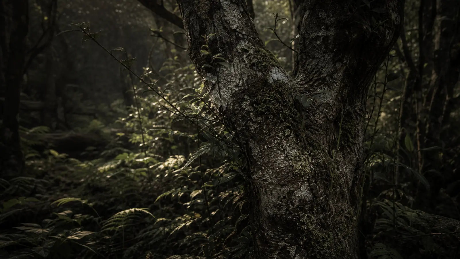 Ancient gushu tea tree trunk covered in moss and lichen, dappled light filtering through a lush forest understory.