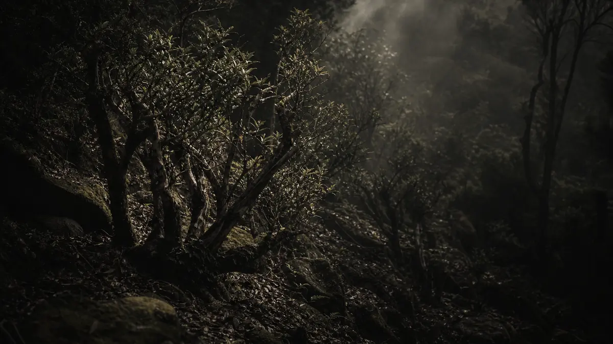 dark atmospheric editorial tea photograph, ancient gnarled wild tea shrubs growing on a steep Korean mountainside, dense