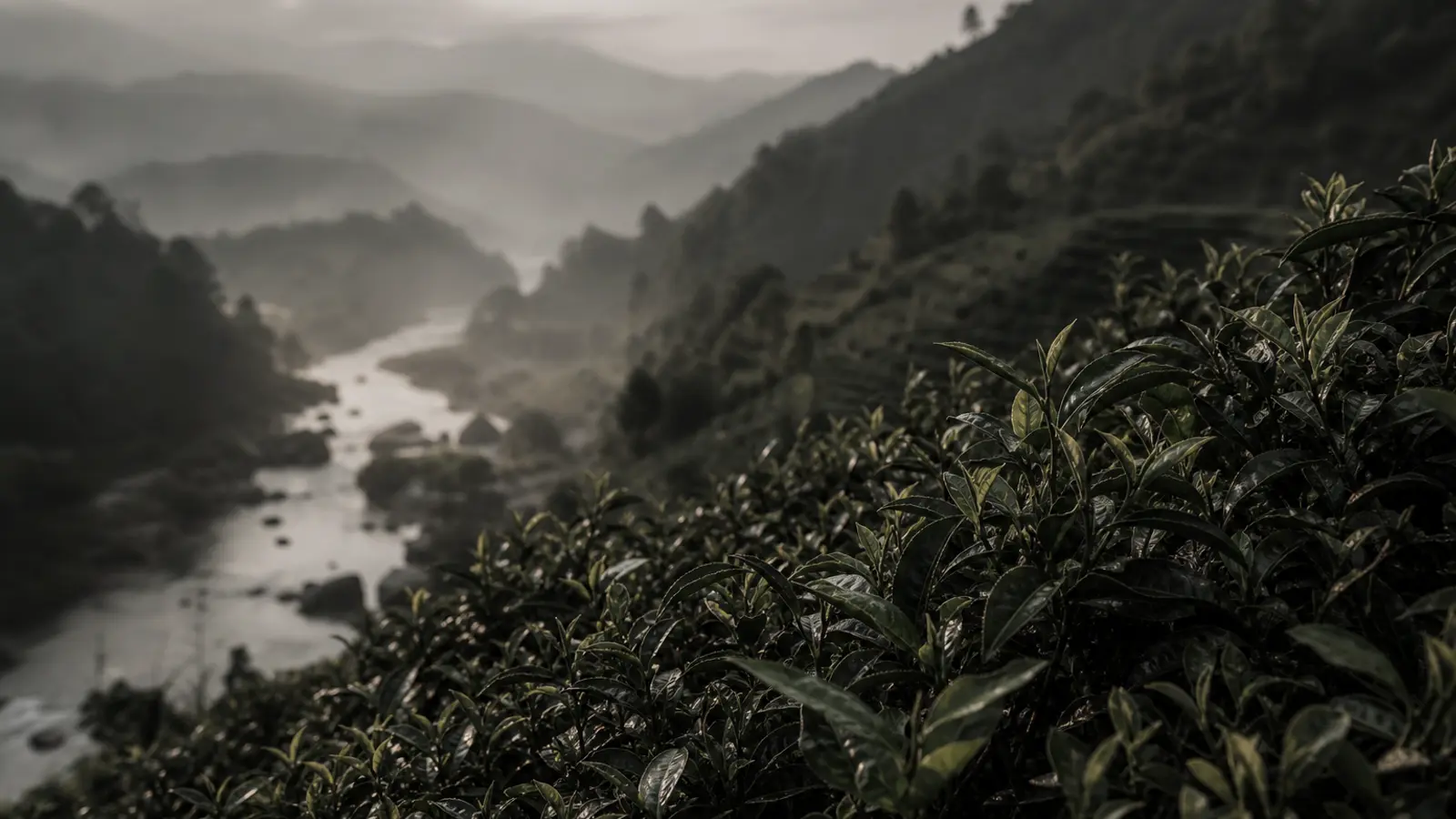 Tea bushes on a low-elevation Yunnan hillside with a river valley below, bathed in warm morning light.
