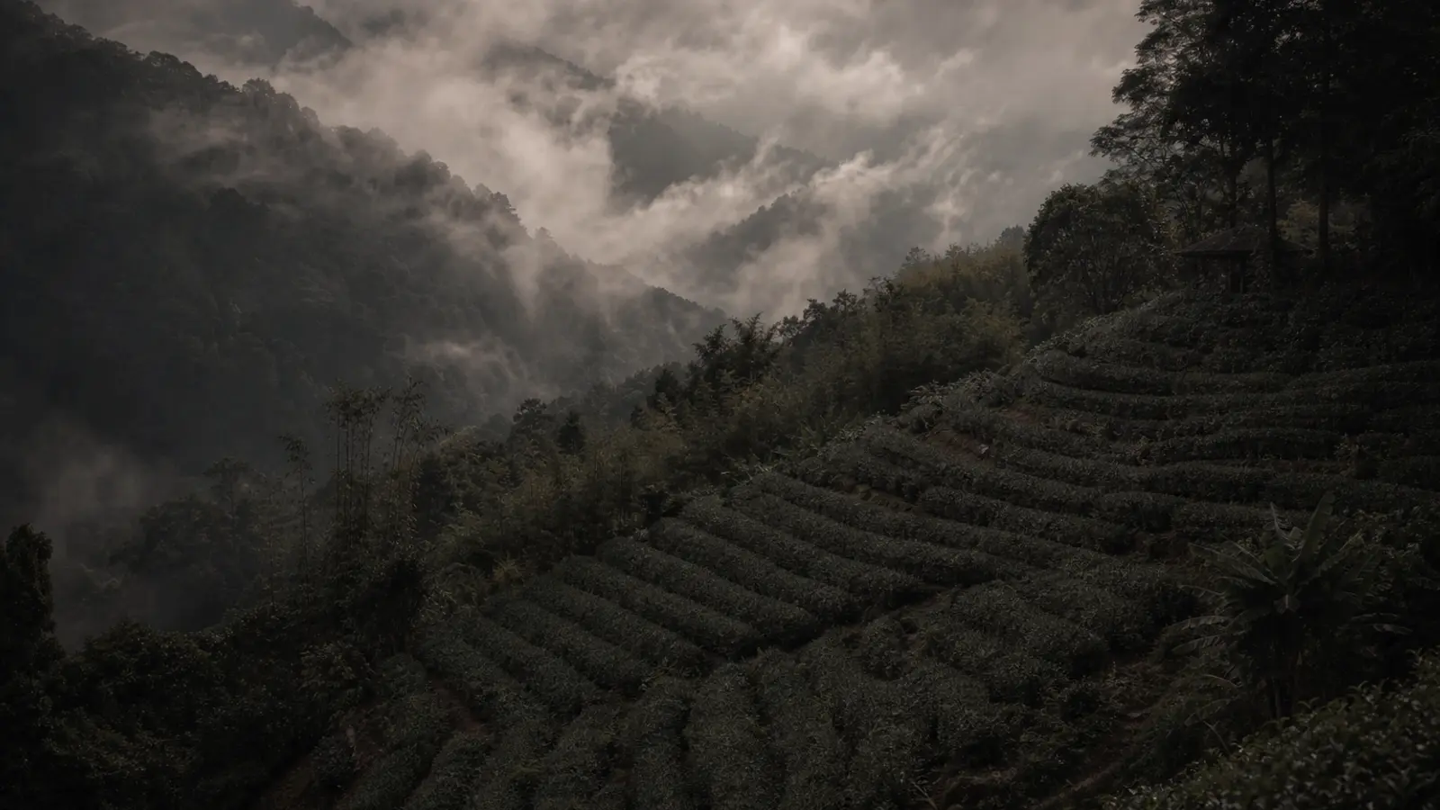 Misty terraced tea gardens on Ali Shan mountainside with subtropical forest and soft clouds drifting through sunlit valleys