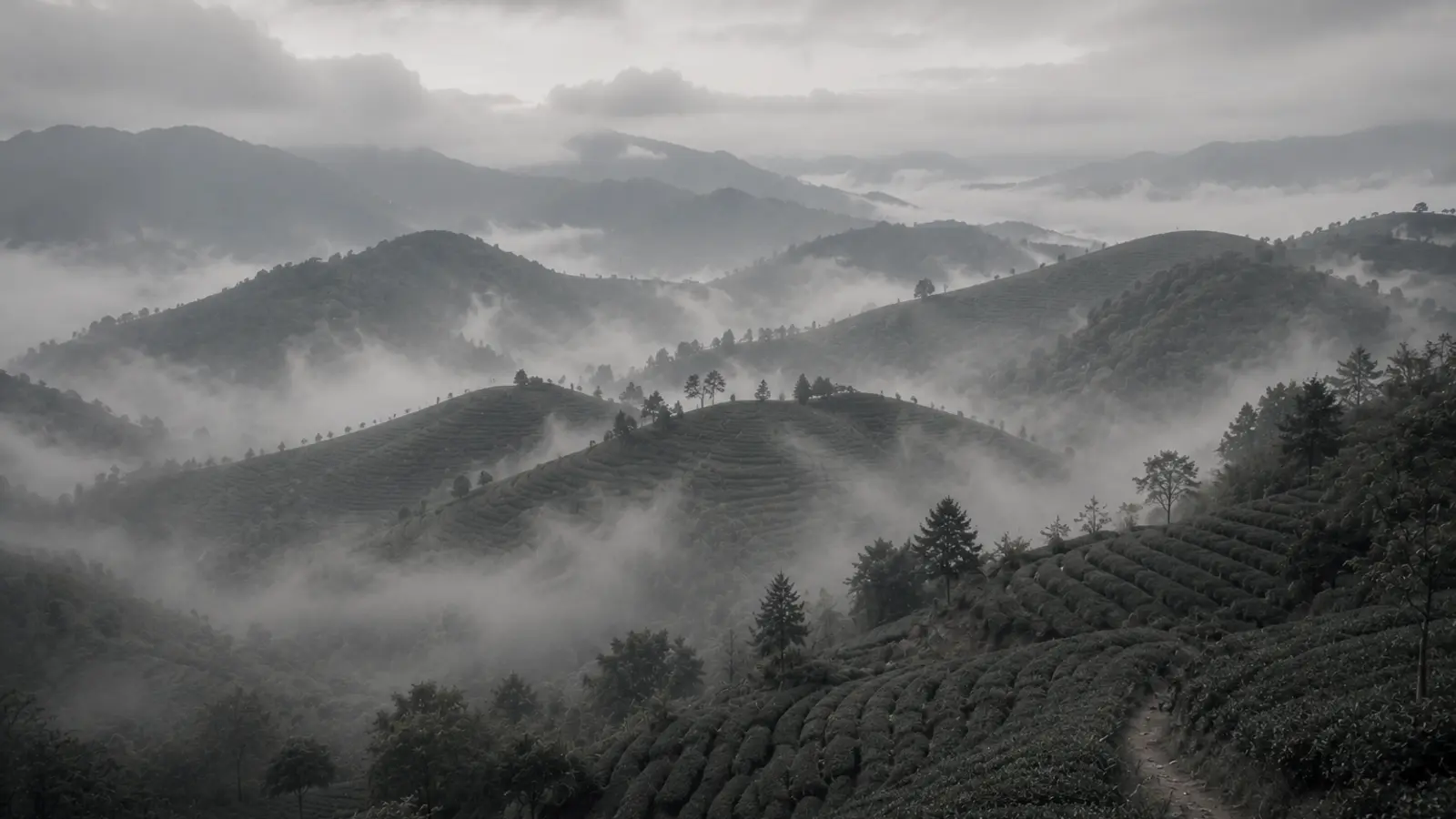 Rolling green hillsides in Anxi, China, with neat rows of oolong tea bushes glowing in soft morning mist.