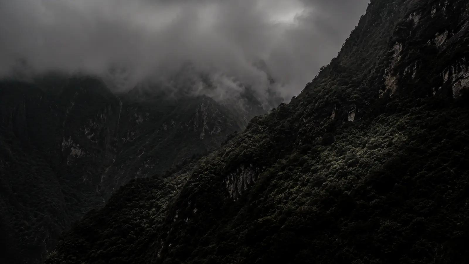 Ancient tea trees growing among boulders on Bulang Mountain, morning mist and dramatic light illuminating rugged highland terrain.