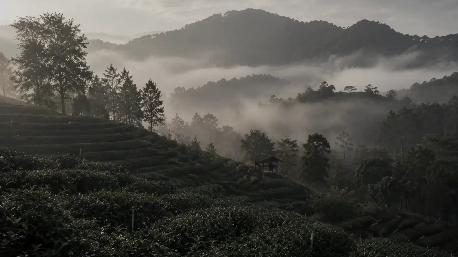 Mist-draped hillside tea garden in Chiang Rai with ancient arbor trees rising above lush bushes in golden morning light.