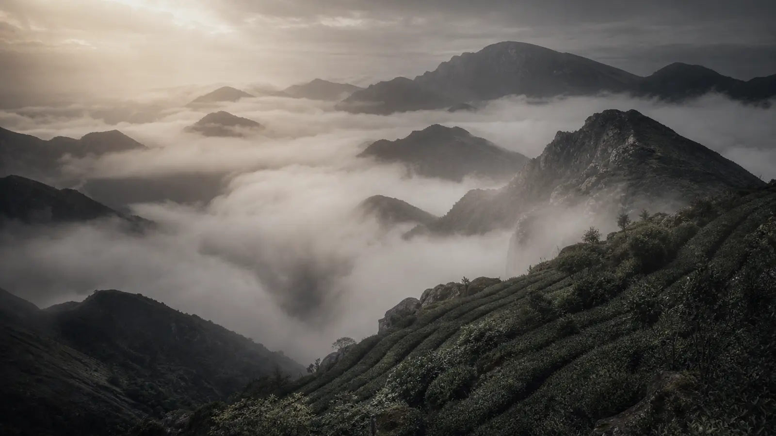 Misty peaks rise above clouds at dawn with a small tea garden clinging to a steep slope in Taiwan's highest growing region.