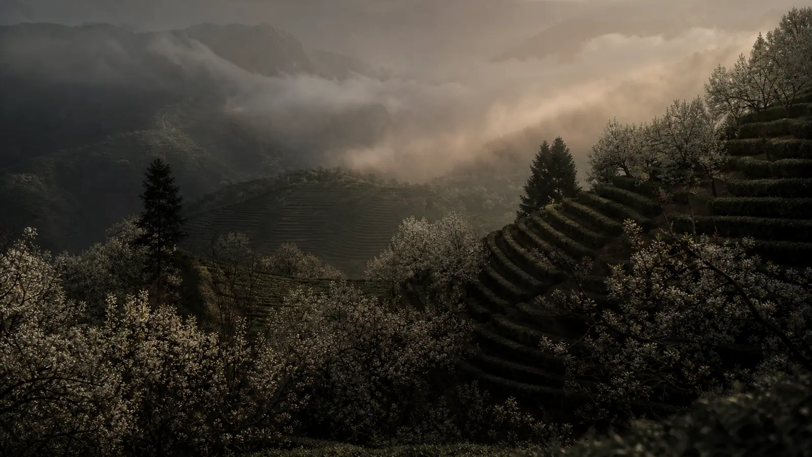 Misty tea terraces on steep slopes of Pear Mountain with pear orchards beside tea gardens bathed in warm golden morning light