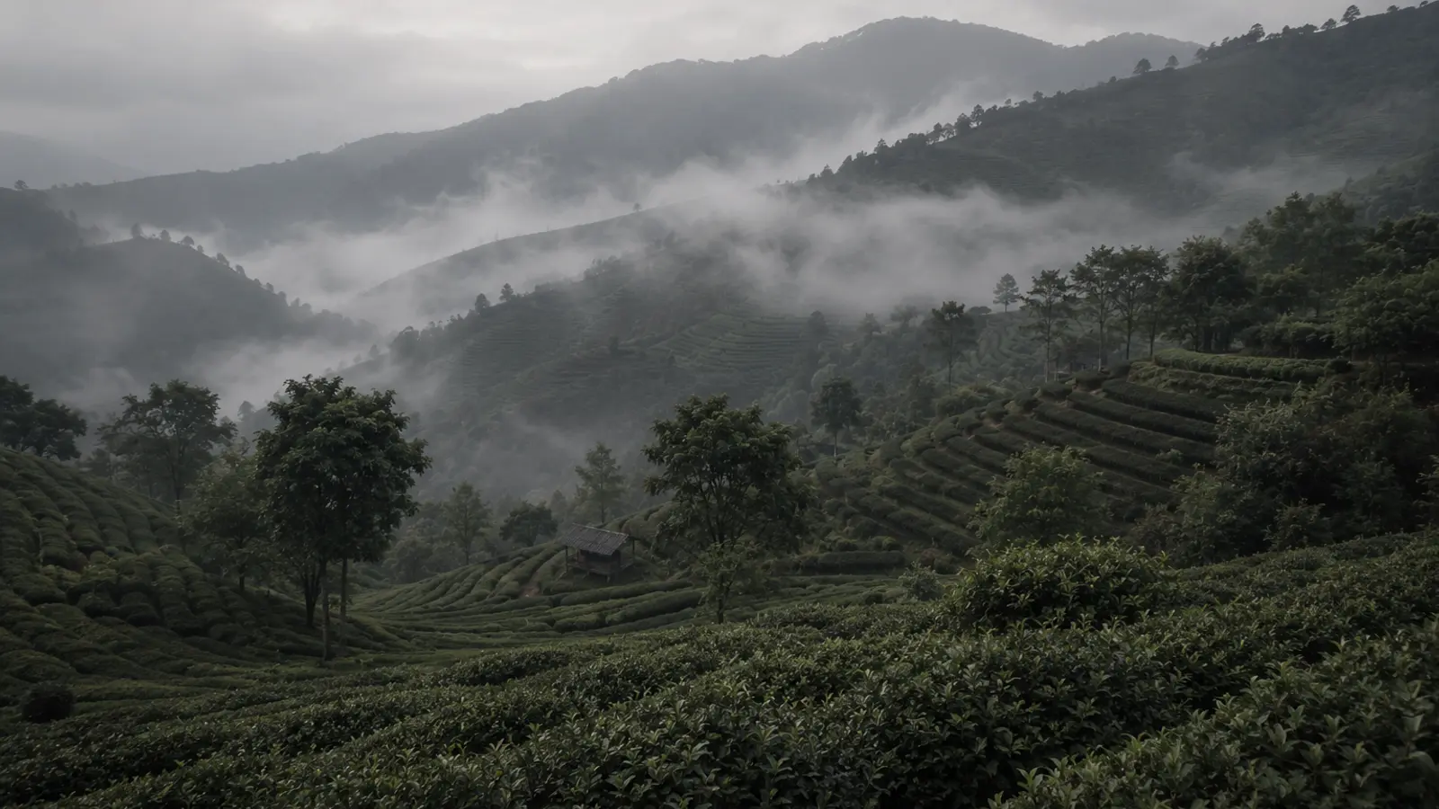 Terraced tea gardens on a gentle Yunnan mountain slope under soft overcast morning light