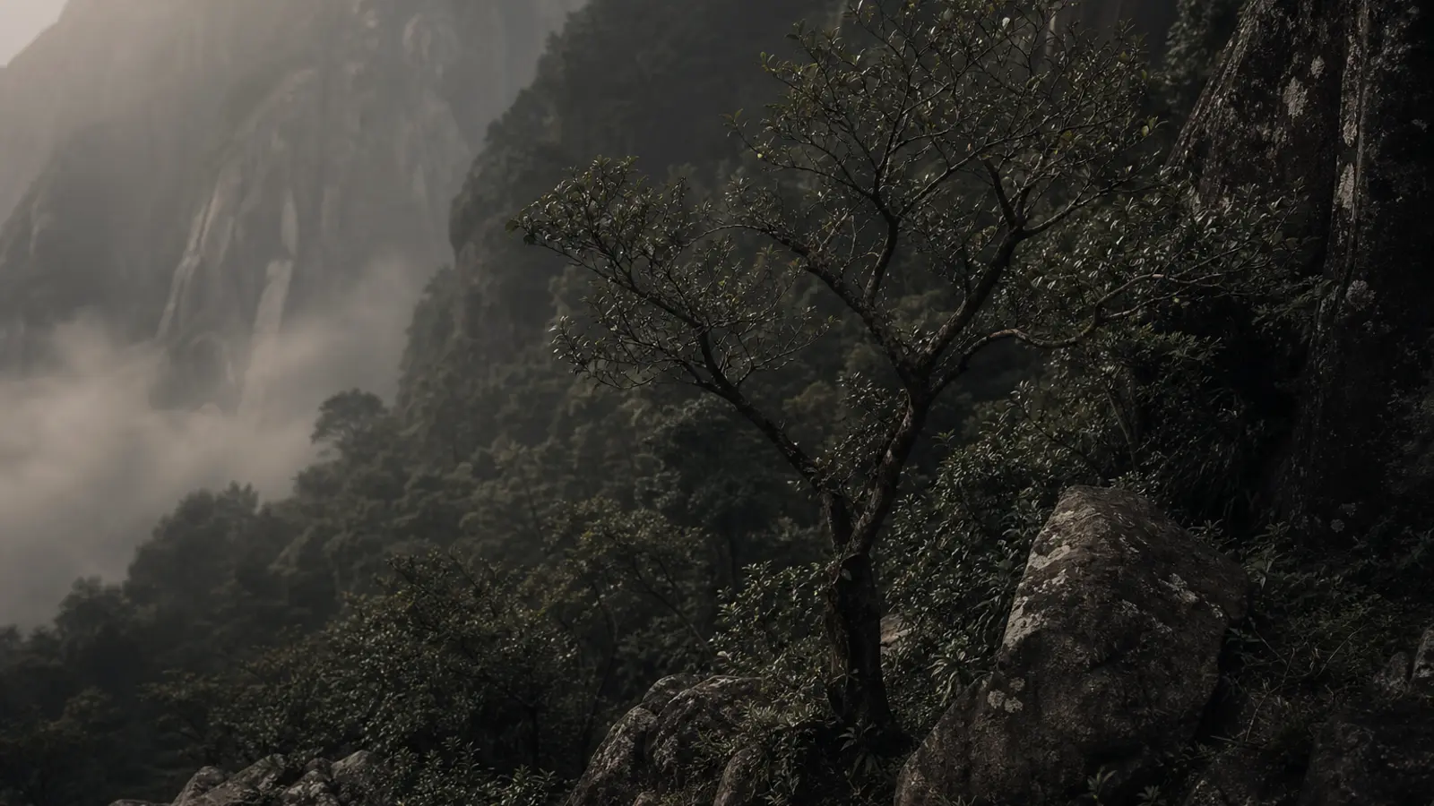 Misty Phoenix Mountain slopes with ancient tea trees growing among granite rocks and lush subtropical vegetation.
