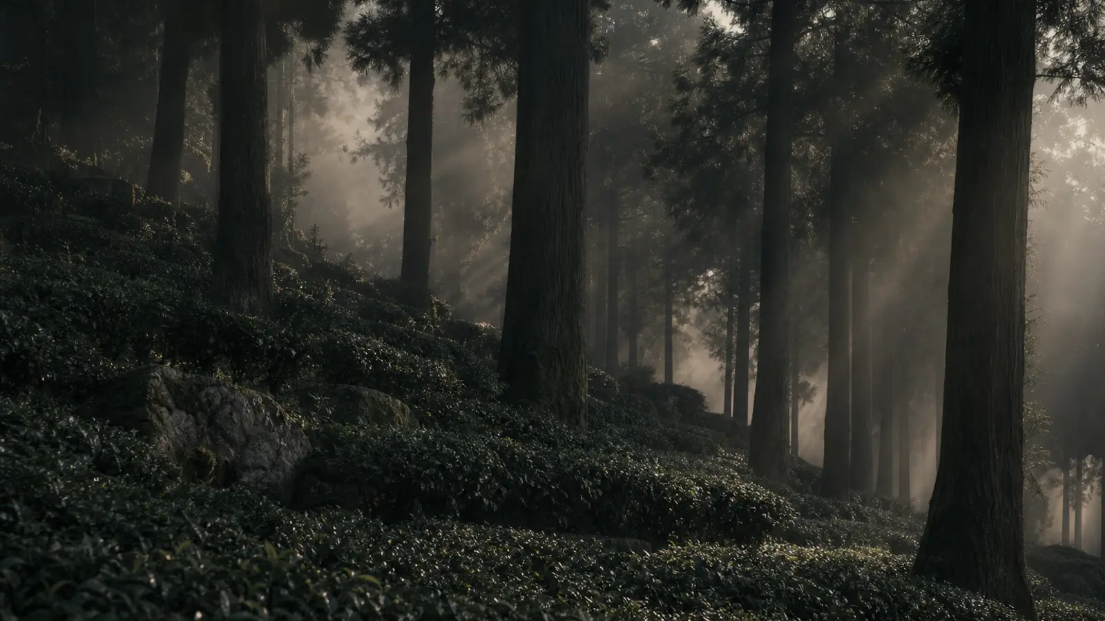 Misty tea gardens nestled among tall cedar trees on a mountain slope, sunlight filtering through the forest canopy
