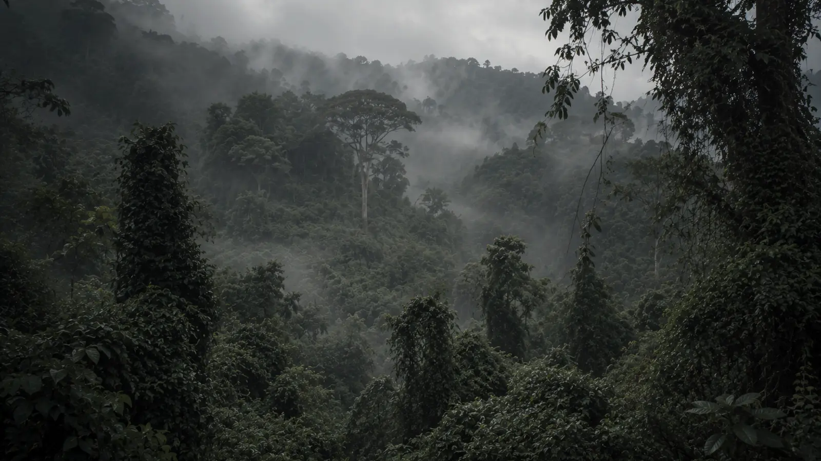 Ancient massive tea tree trunks rise through misty highland forest in Shan State's wild, untouched tea frontier.