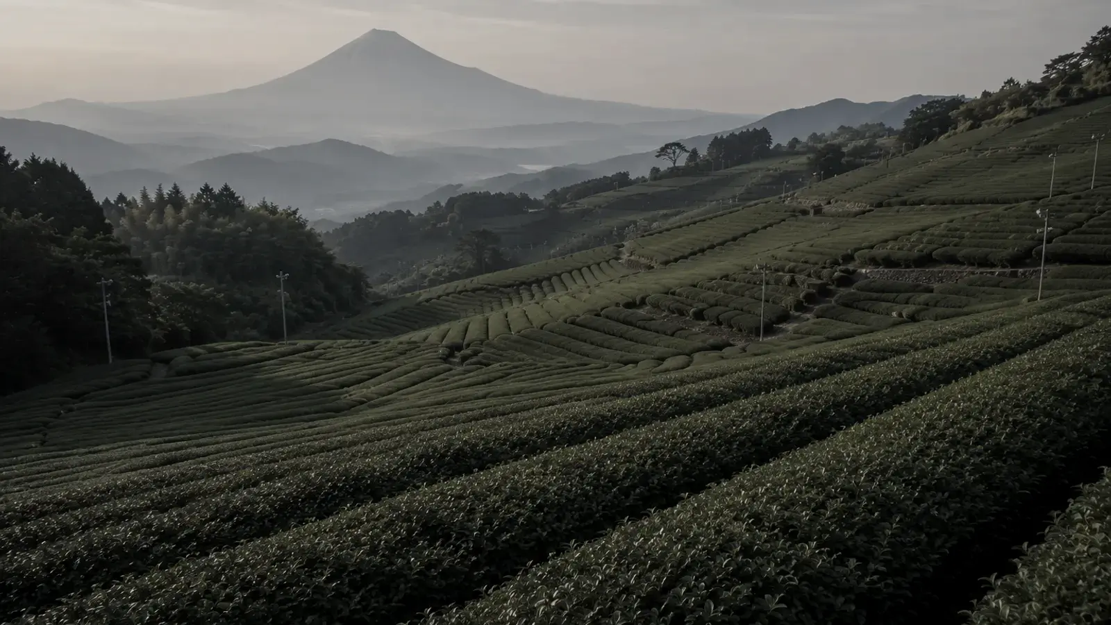 Rows of bright green tea bushes stretch across a Shizuoka plateau with Mount Fuji rising through morning haze in the distance.