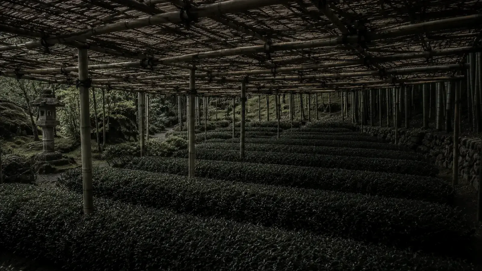 Neat rows of shade-covered tea bushes beneath traditional reed screens in a misty Uji tea garden, Japan.