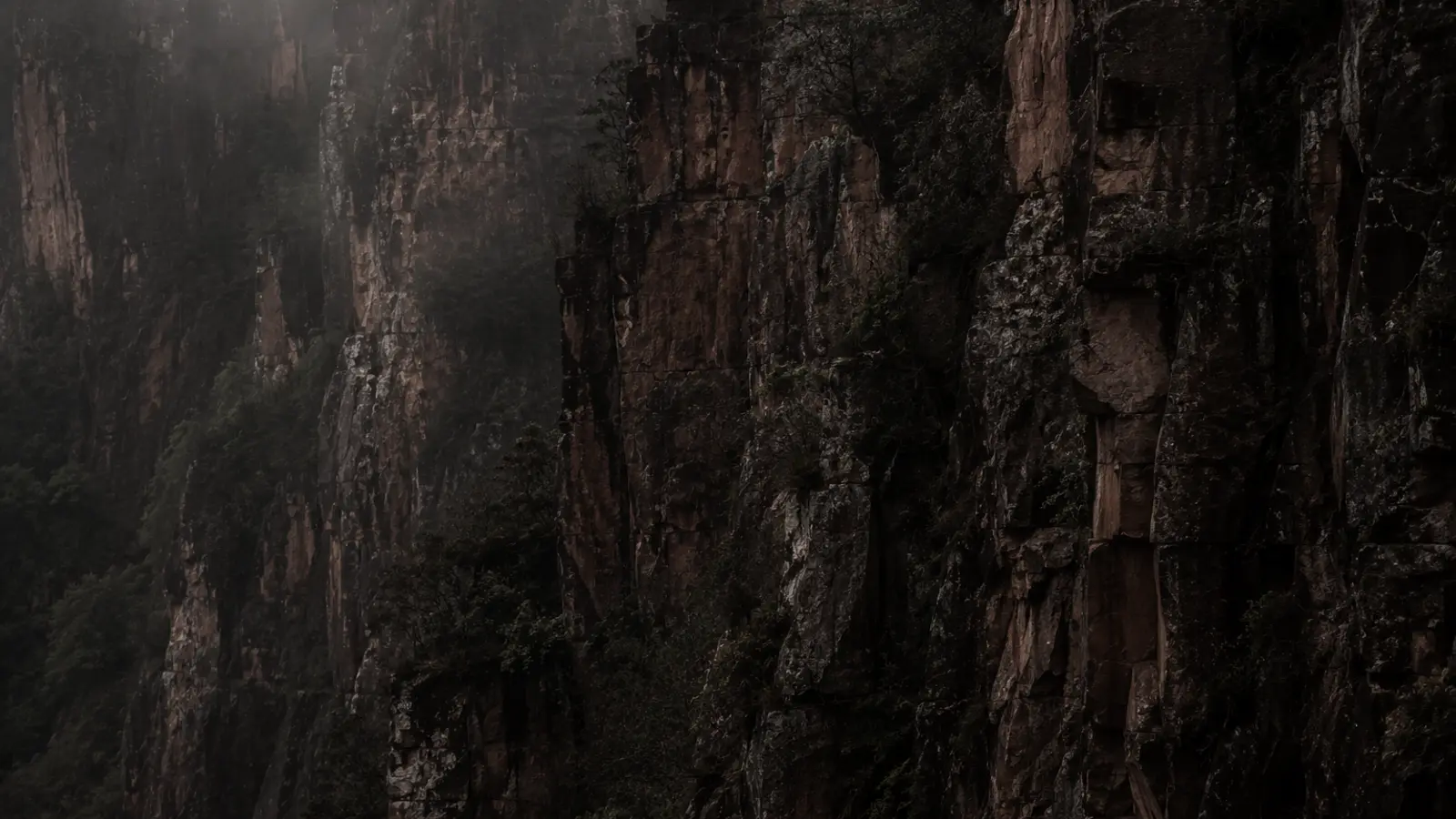 Tea bush growing from red-purple sandstone cliffs in Wuyi Mountains' Danxia formations, bathed in golden-hour light with misty gorge below.