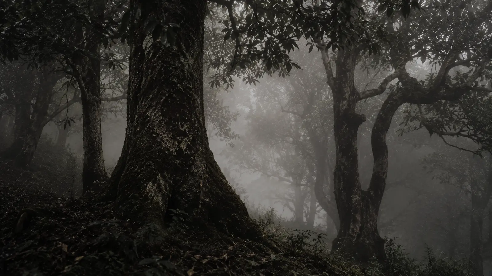 Misty golden light over Yiwu's ancient tea tree terraces in the Yunnan highlands at dawn.